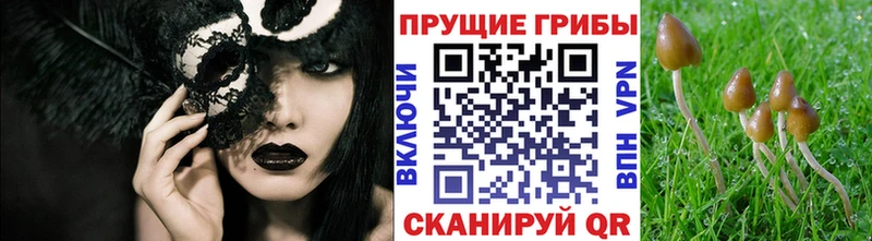 Галлюциногенные грибы мицелий  Гатчина 